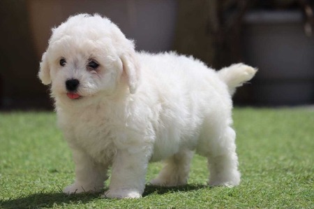 Bichon frise Puppies For Sale In Imphal